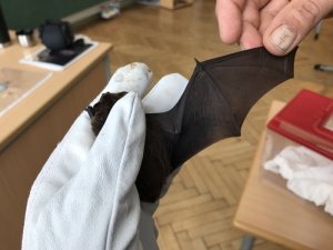 Fledermäuse haben Flughäute © Ch. Schwann