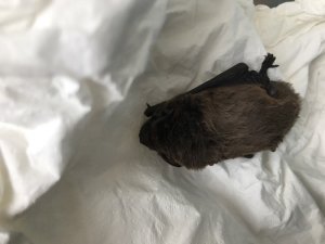 Zwergfledermaus "Joni" wird zur Zeit von Petra Schattanek zu Hause gepflegt © Ch. Schwann