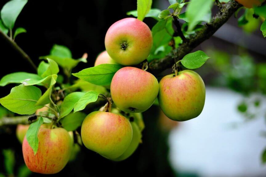 Obstbäume veredeln - Apfel Goldparmäne (c) Pixabay