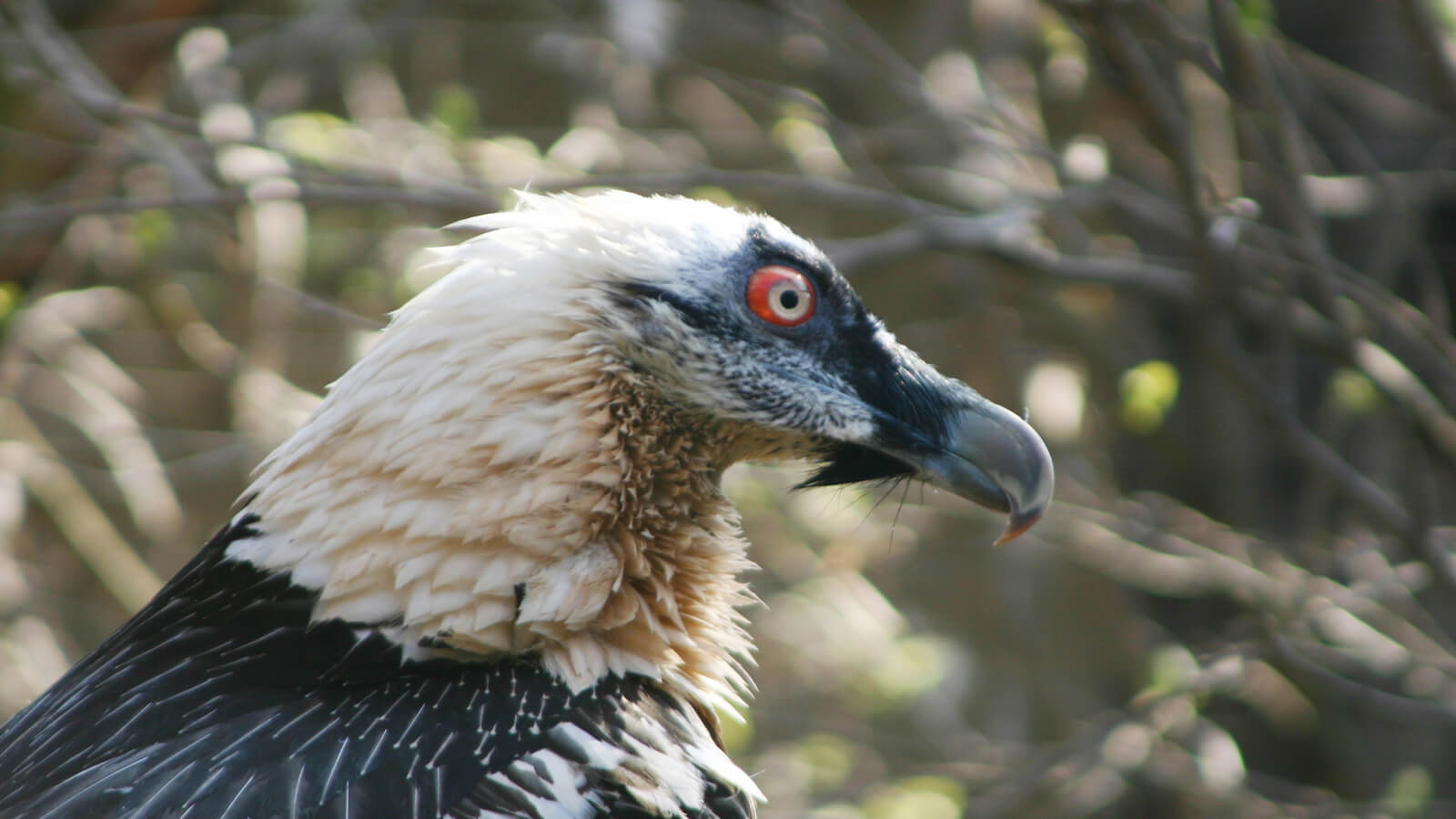 Bartgeier Die große Rückkehr Blühendes Österreich