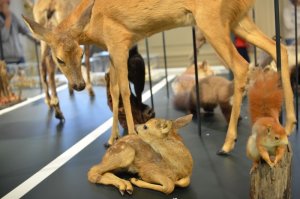 Eichhörnchen (c) Stella Haller