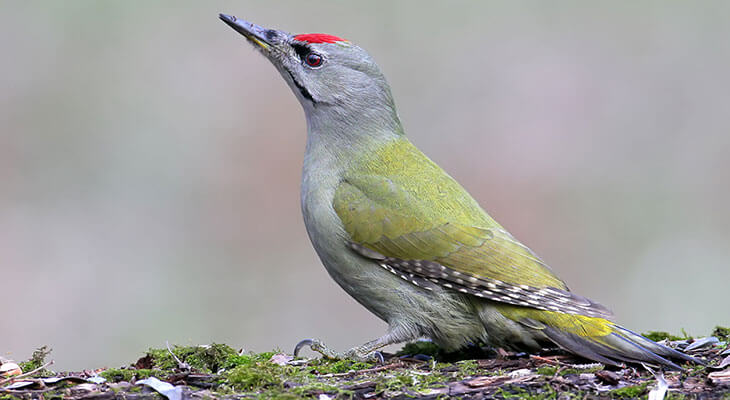 Grauspecht c shutterstock/Voodison328