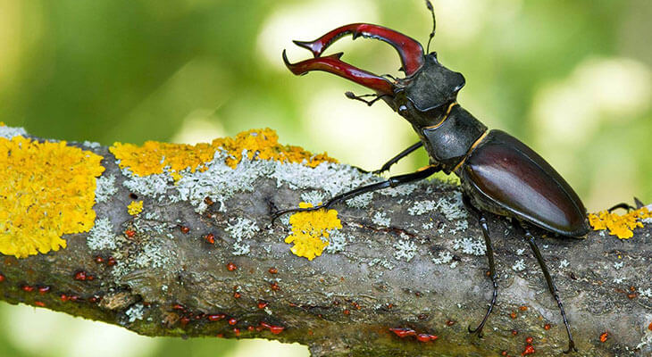 Hirschkaefer c Shutterstock/ MF-Photo