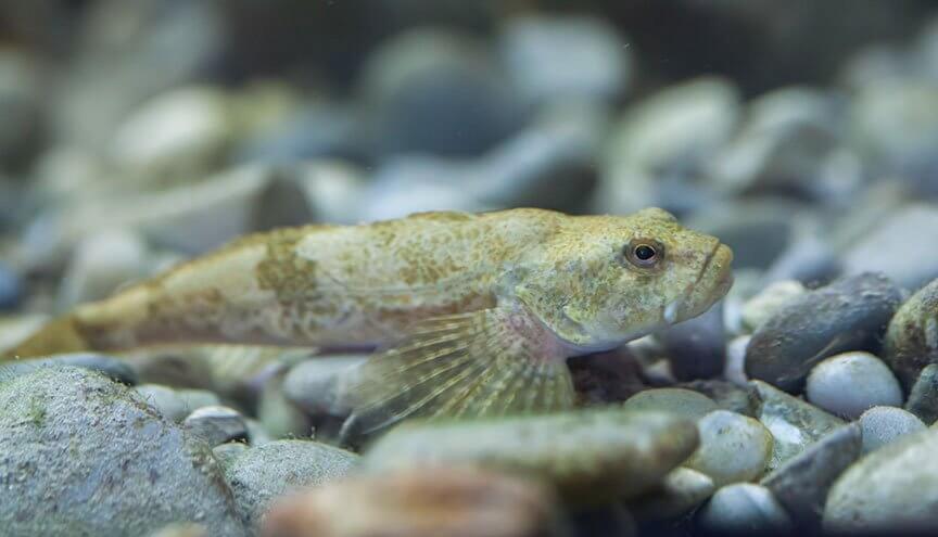 Koppe c Shutterstock/Vladimir-Wrangel