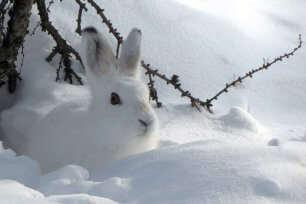 Tiere unter eis und schnee