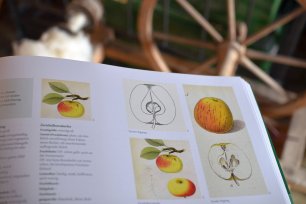 Anleitung zum Veredeln von Apfelbäumen (c) Stella Haller