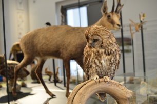 Winterschlaf Tiere Winter