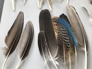 Konturfedern werden hauptsächlich zur Bestimmung herangezogen © Christina Schwann