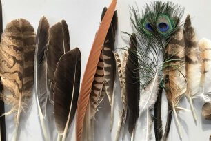 Die wunderbare Welt der Federn © Christina Schwann