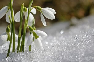 Fruehlingsblumen Schneegloeckchen