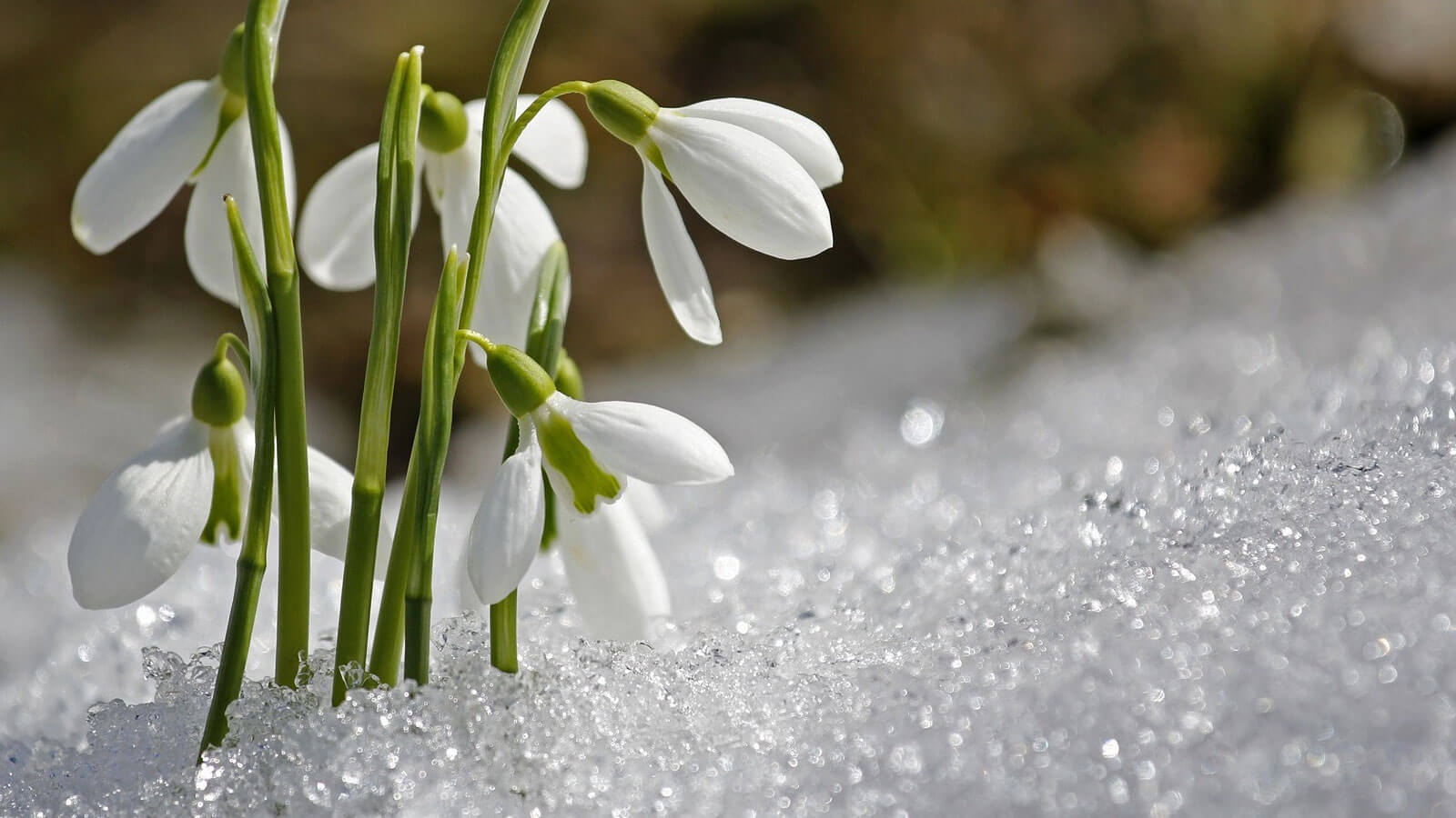 Wer blüht denn da? 10 Frühlingsblumen, die du kennen solltest