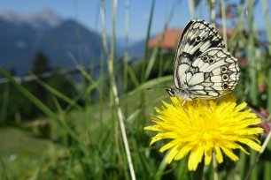 tagfalter monitoring