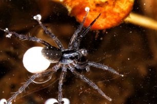 biodiversitaetsmonitoring kleiner Pirat