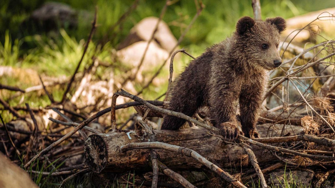 heimische tierbabys