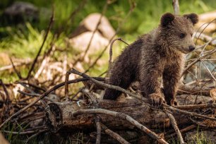 heimische tierbabys