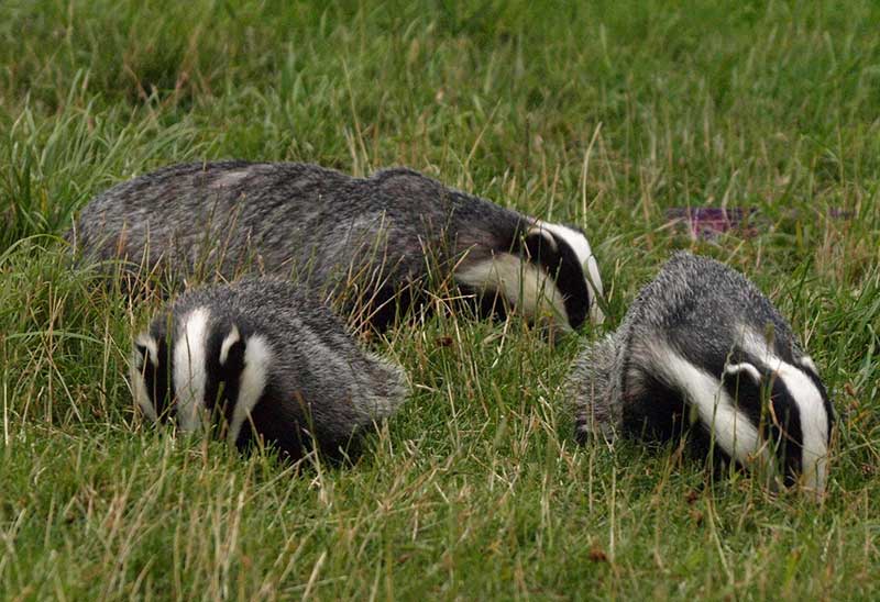 heimische tierbabys