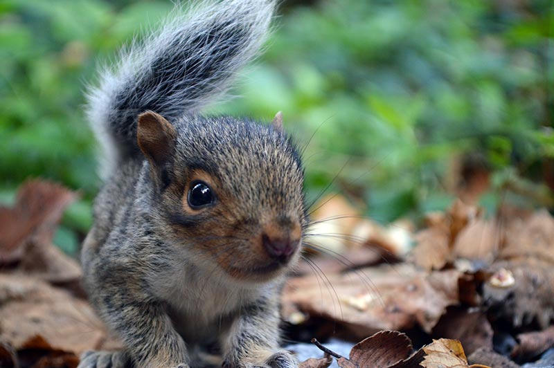 heimische tierbabys