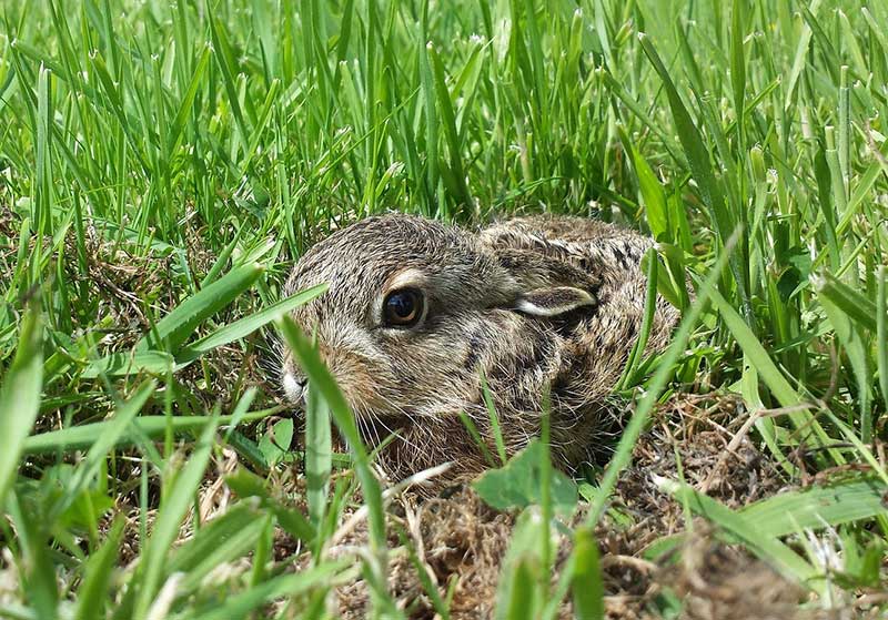 heimische tierbabys