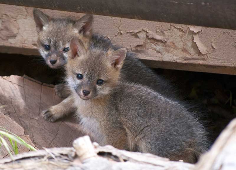 heimische tierbabys