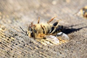 Insektensterben