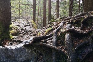 wurzeln