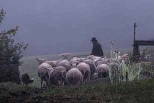 Schafhirte aus Leidenschaft